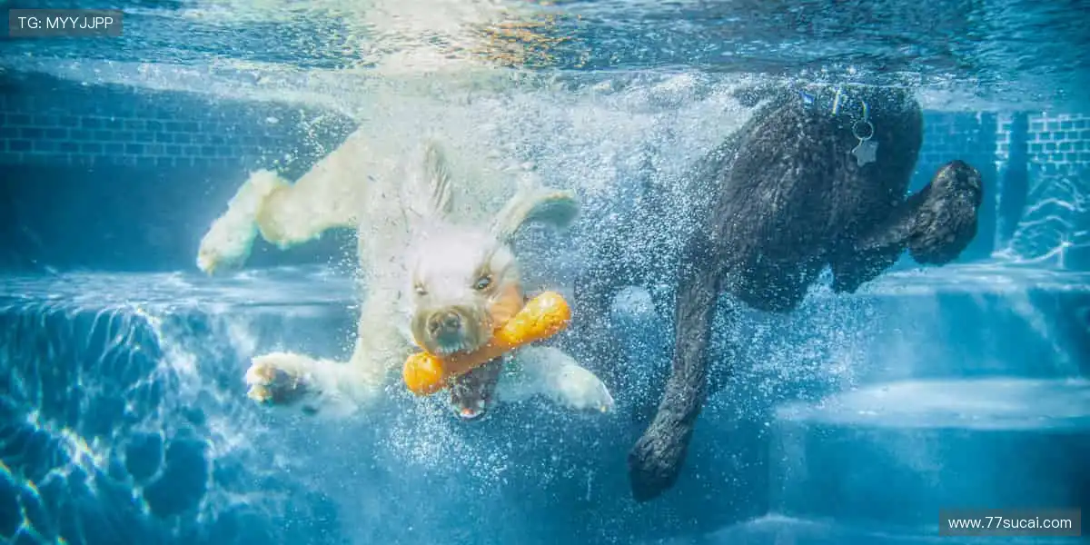 🏀 热血篮球,火力全开!🔥 你的热爱,由我们直播点燃!